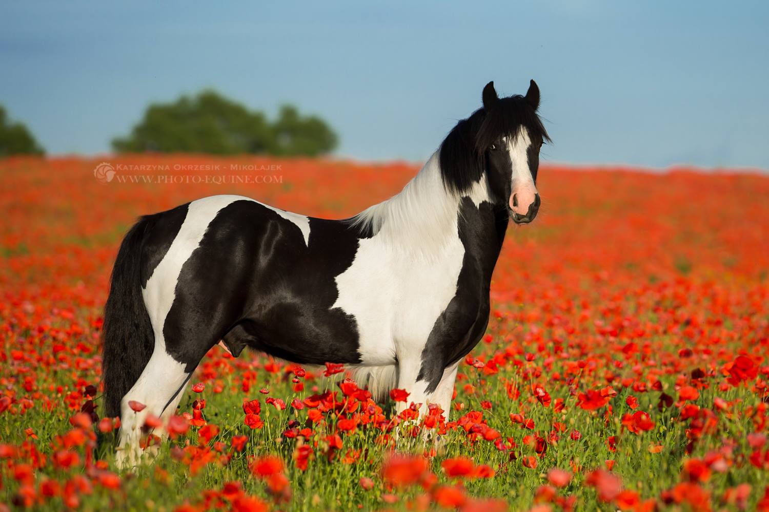 McCartney`s Wow Factor - Piebald Gypsy Cob Stallion